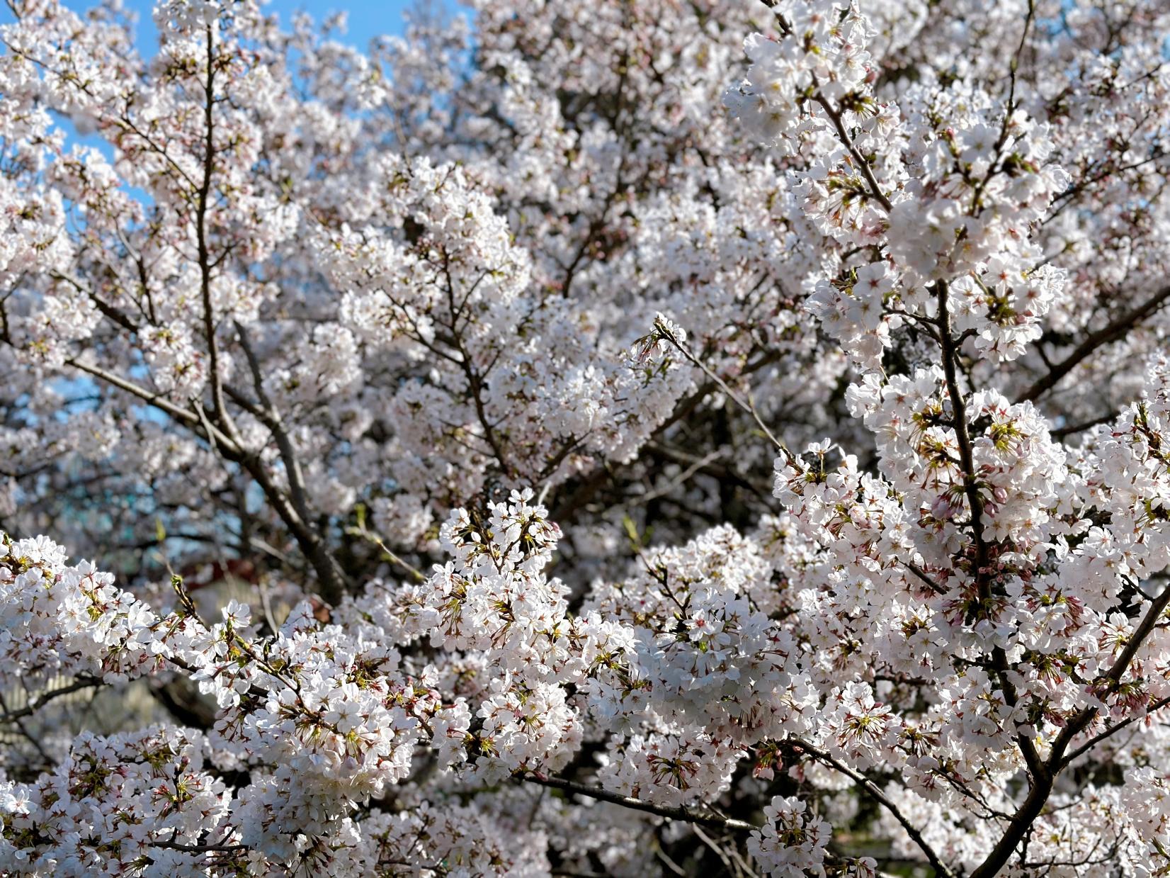 【花農丘公園・北九州市立総合農事センター】さくらマルシェ-5