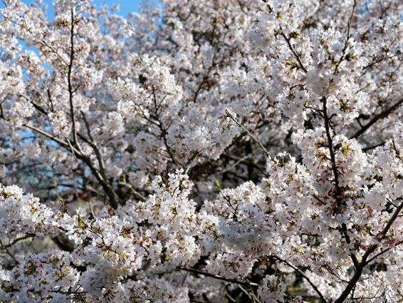 【花農丘公園・北九州市立総合農事センター】さくらマルシェ-5