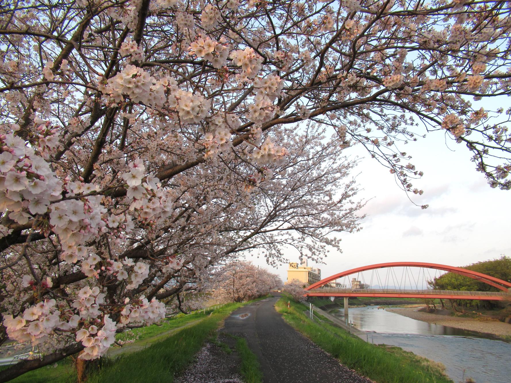 矢部川沿いの桜-0