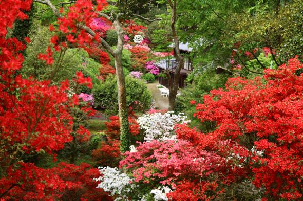 浮嶽幸花樹園-0