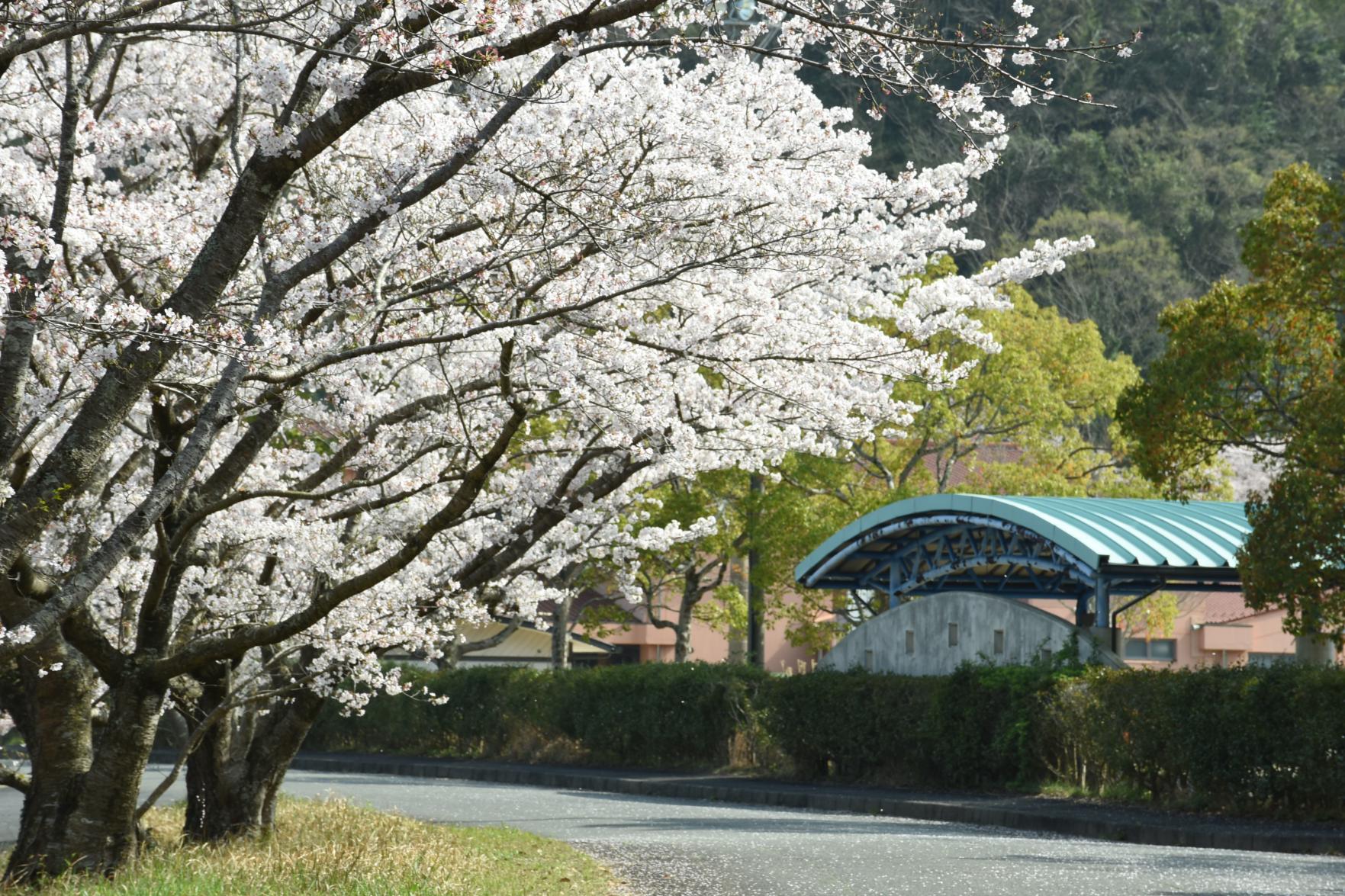 赤村住民センター周辺の桜