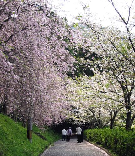 ほたるの里（本木川自然公園）のホタル-2