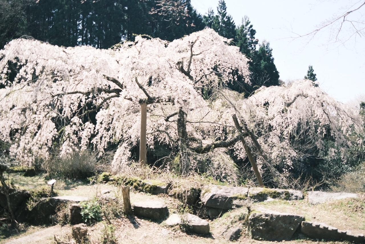 英彦山守静坊のしだれ桜-1