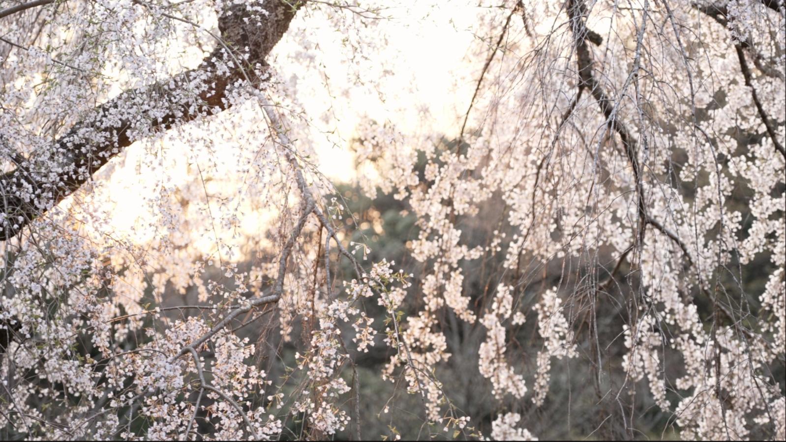 英彦山守静坊のしだれ桜-6