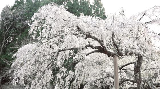 英彦山守静坊のしだれ桜-5