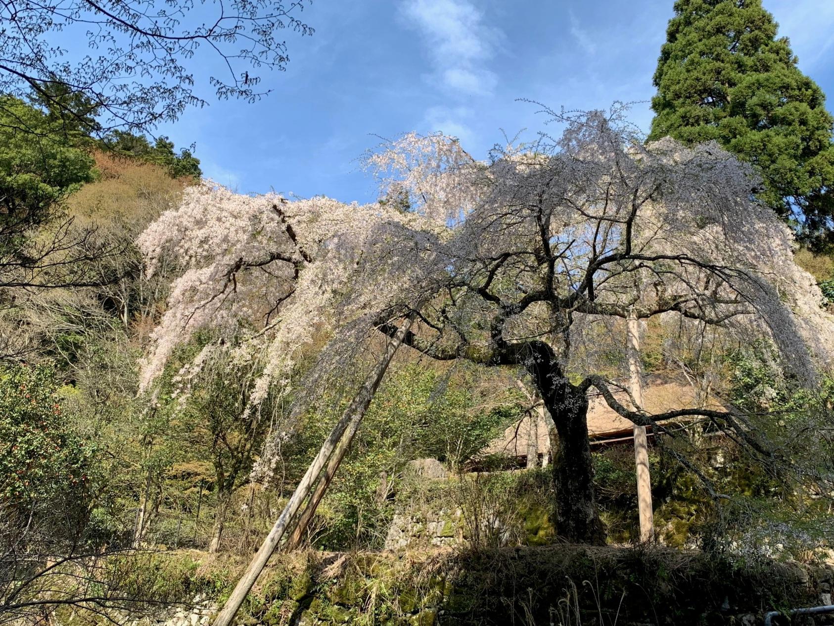 英彦山守静坊のしだれ桜-3