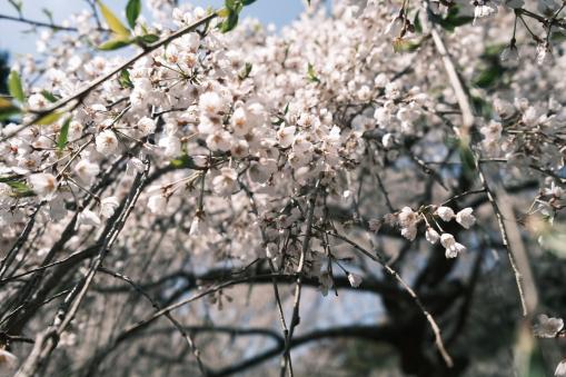 英彦山守静坊のしだれ桜-0