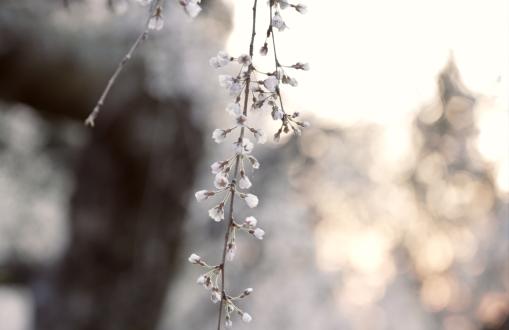 英彦山守静坊のしだれ桜-4