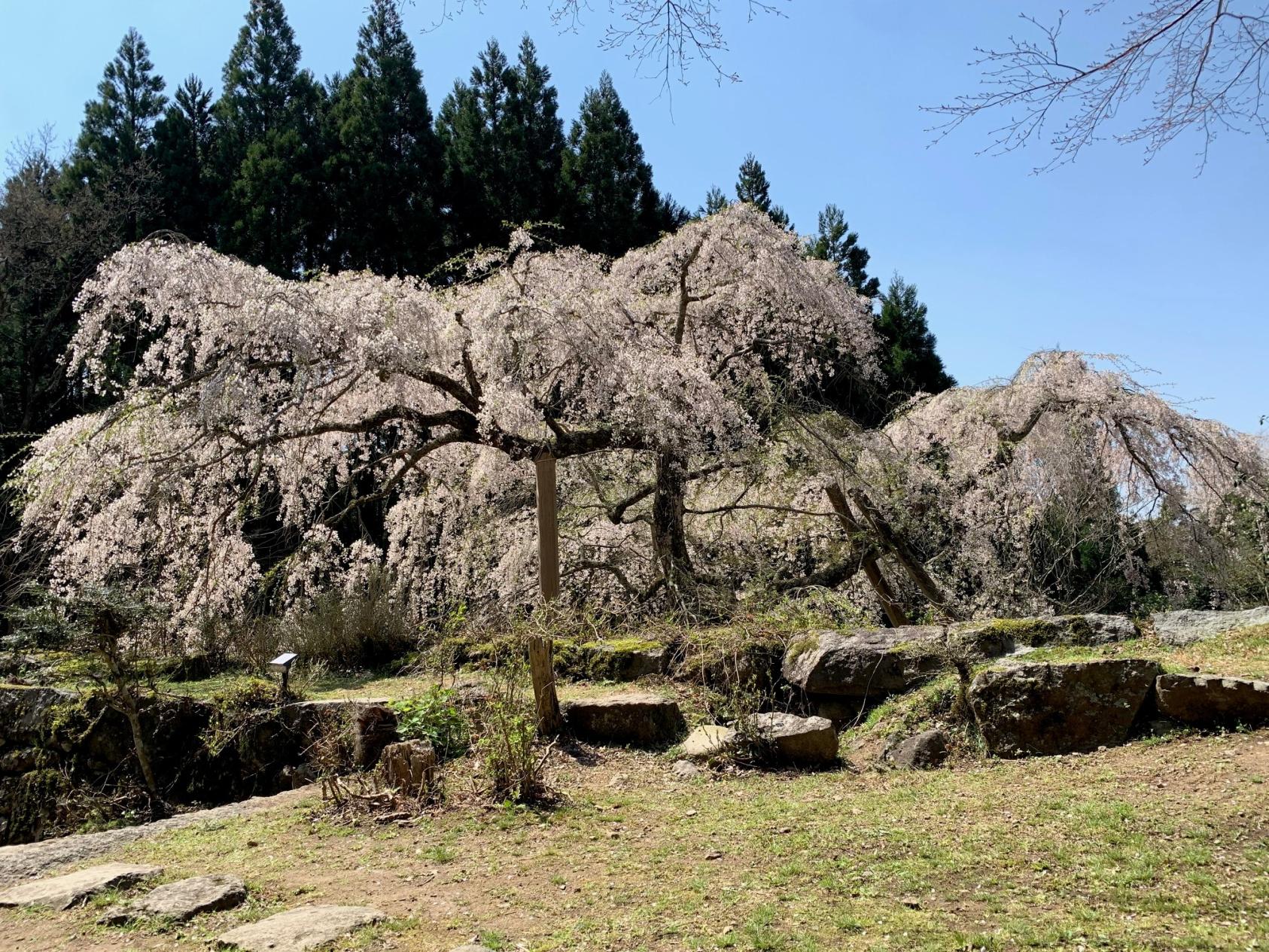 英彦山守静坊のしだれ桜-2