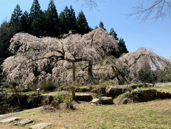 英彦山守静坊のしだれ桜-2