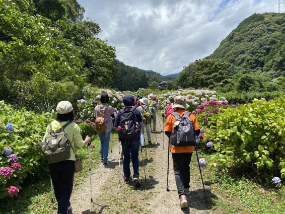 【森林療癒基地豐前】枝川內繡球花路線-2