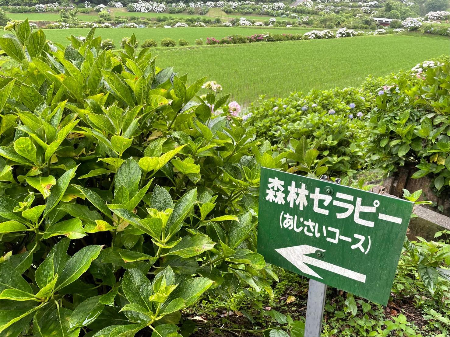 【森林療癒基地豐前】枝川內繡球花路線-3