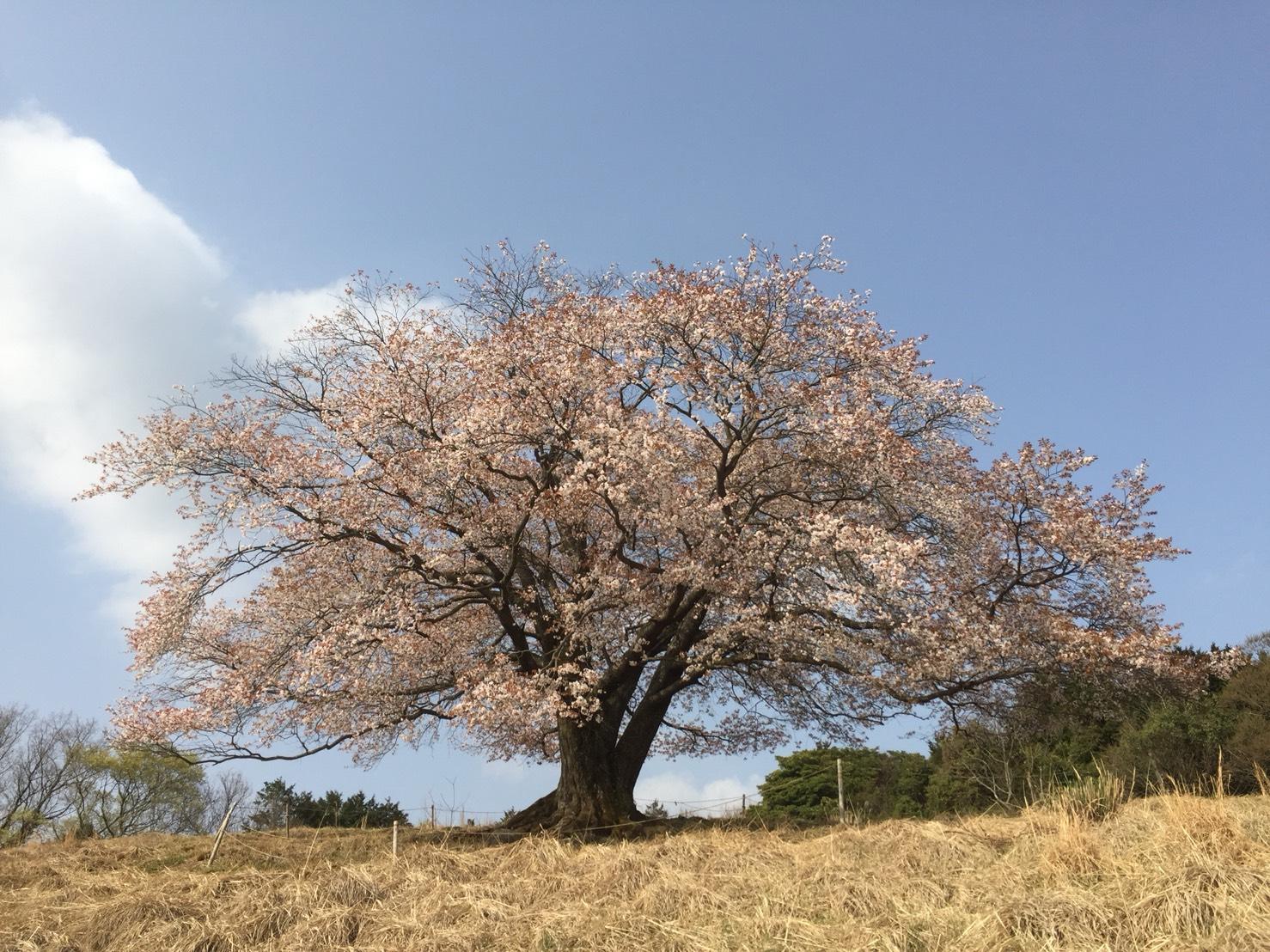 【森林療癒基地豐前】眺望才尾的一棵櫻花的山丘路線