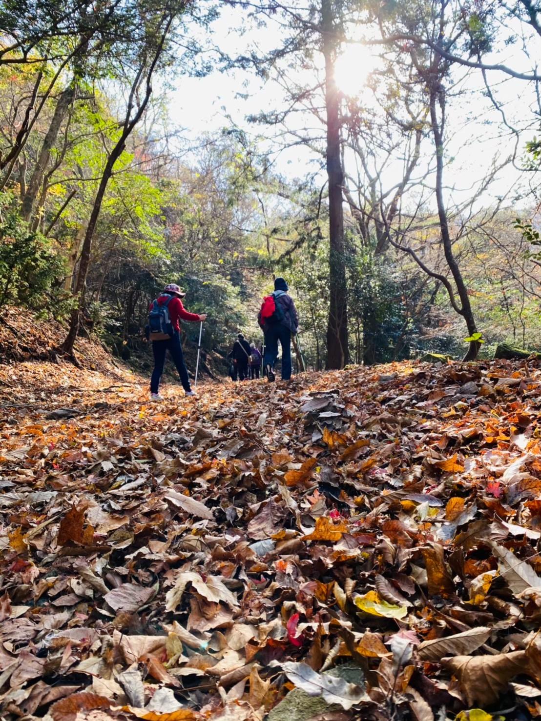 [Forest Therapy Base Buzen] Inugatake Seseradake Seseraginomori Course-5