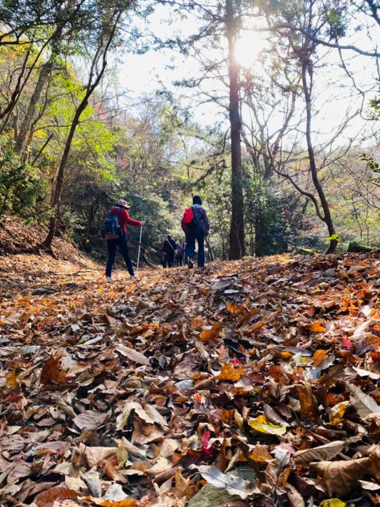 [Forest Therapy Base Buzen] Inugatake Seseradake Seseraginomori Course-5