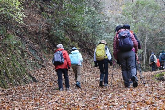 [Forest Therapy Base Buzen] Inugatake Seseradake Seseraginomori Course-3
