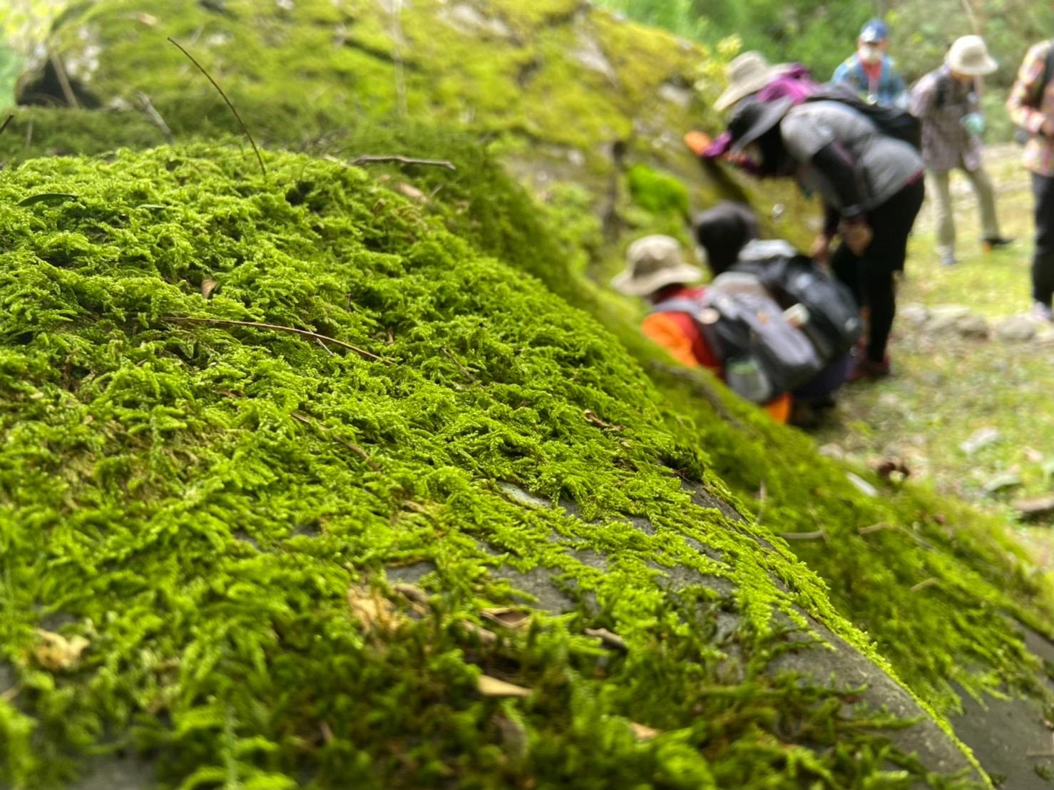 [Forest Therapy Base Buzen] Inugatake Seseradake Seseraginomori Course-1