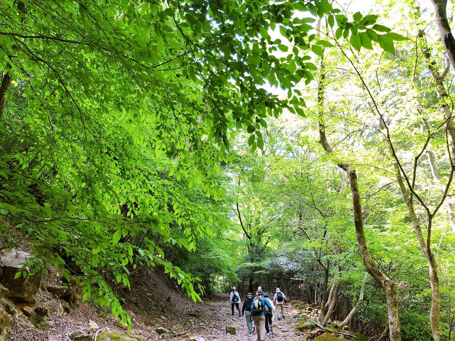 [Forest Therapy Base Buzen] Inugatake Seseradake Seseraginomori Course-2
