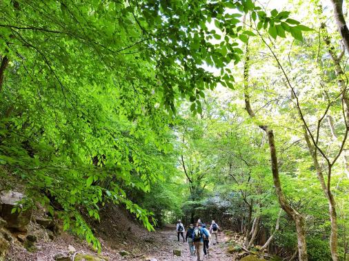 [Forest Therapy Base Buzen] Inugatake Seseradake Seseraginomori Course-2
