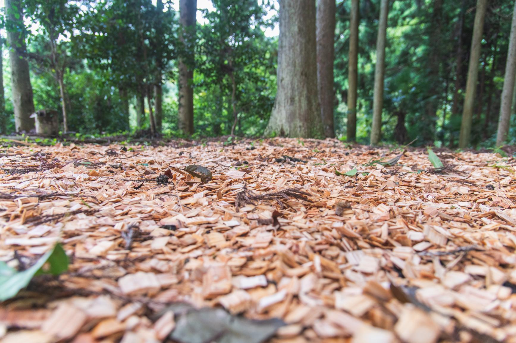 ［Forest Therapy Base Ukiha］Tsuzura Terraced Rice Field Walkway-3