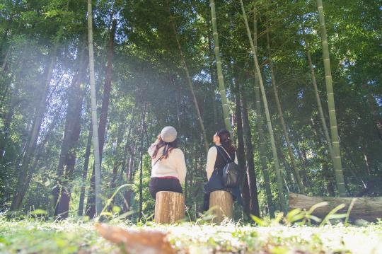 ［Forest Therapy Base Ukiha］Tsuzura Terraced Rice Field Walkway-5