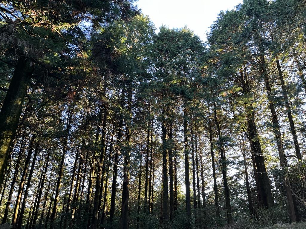 【森林療癒基地篠栗】荒田周遊路線-1