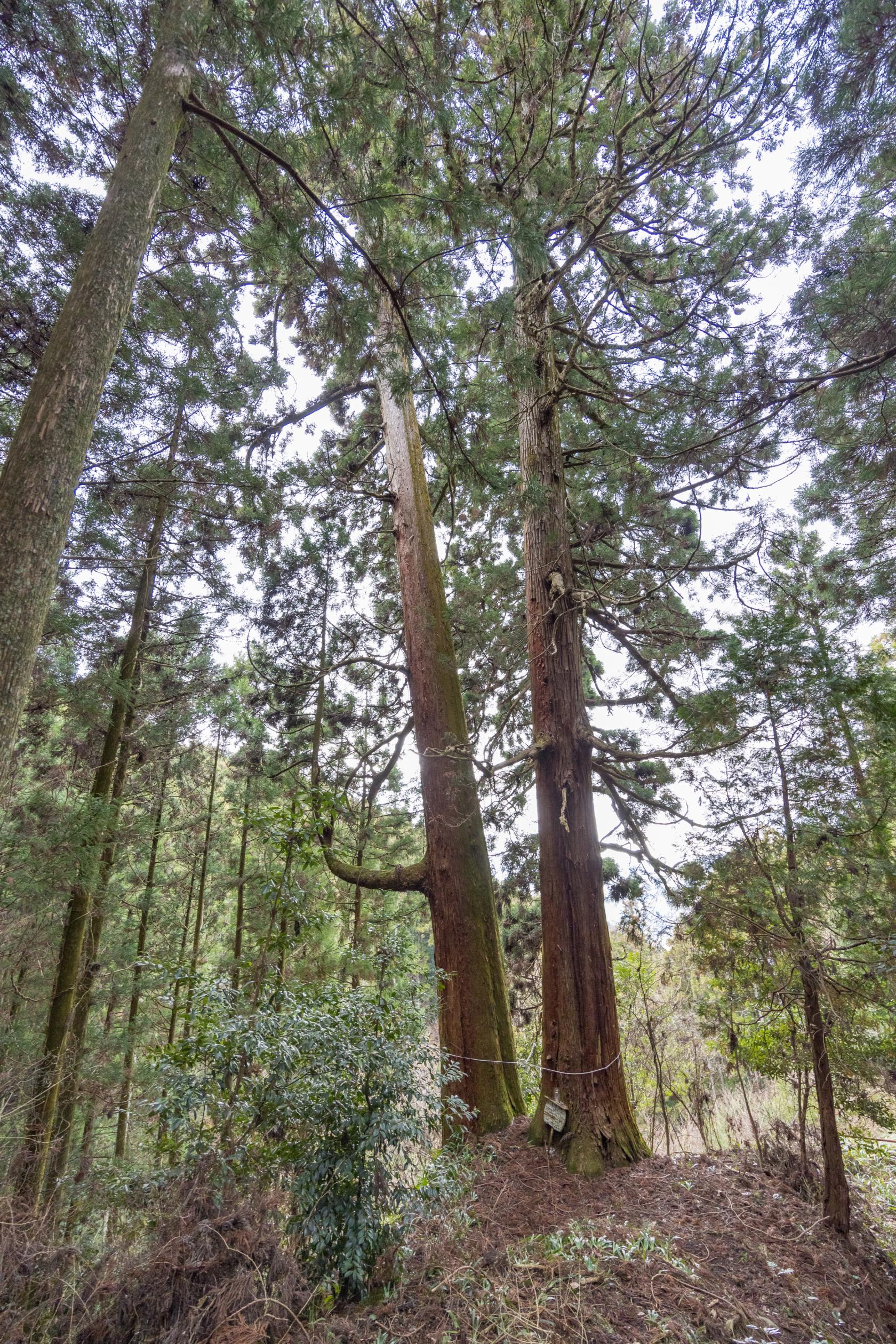 【森林セラピー基地篠栗】夫婦杉コース