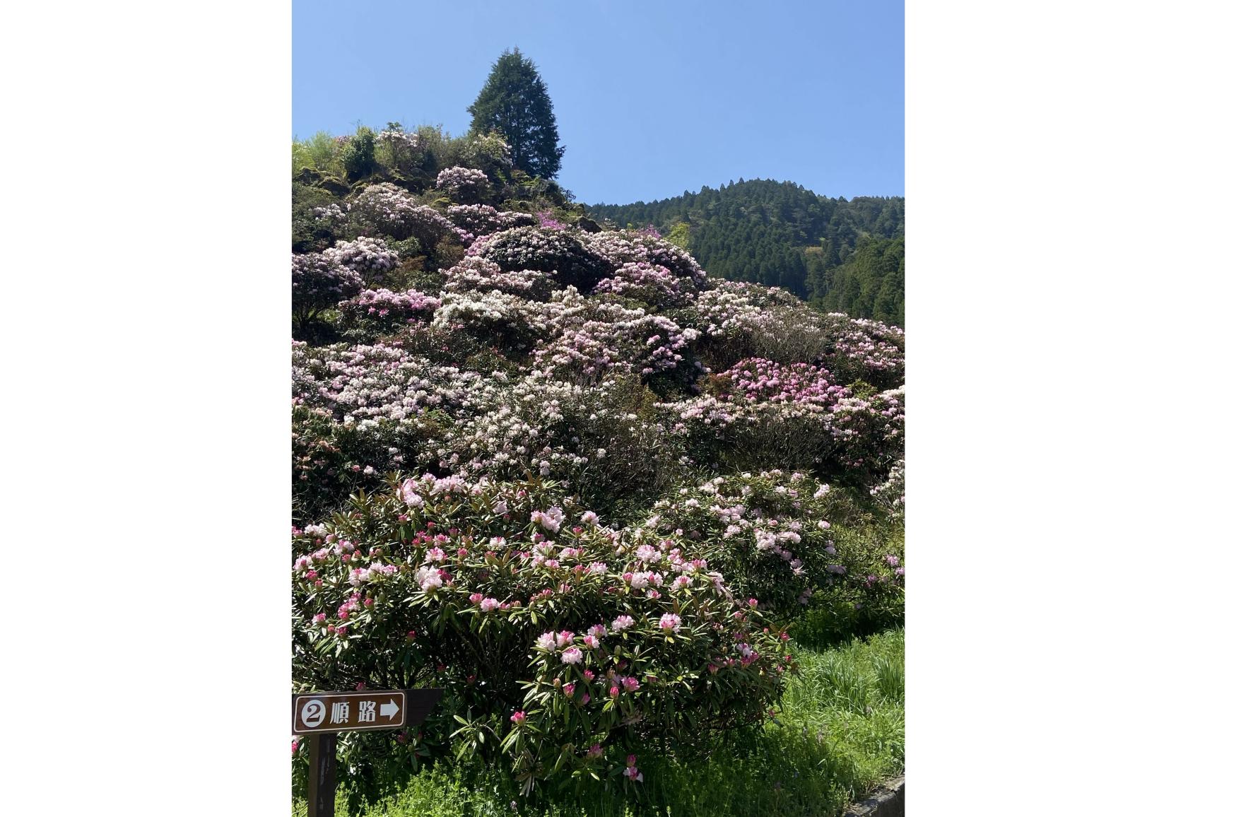 シャクナゲまつり（八女市）-6