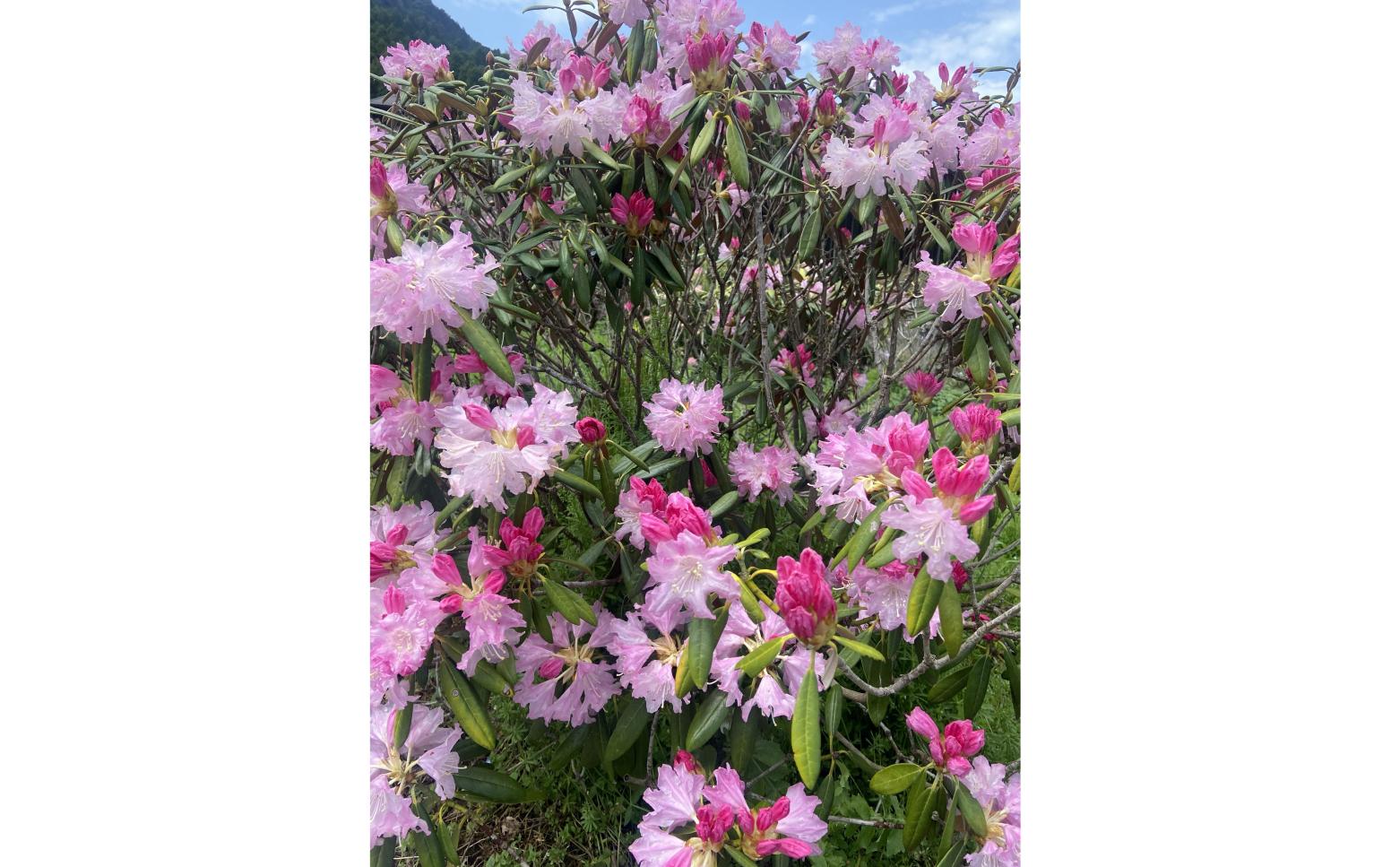 シャクナゲまつり（八女市）-5