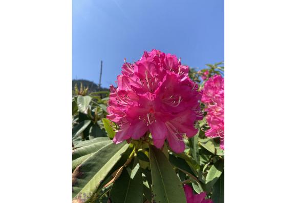 シャクナゲまつり（八女市）-7