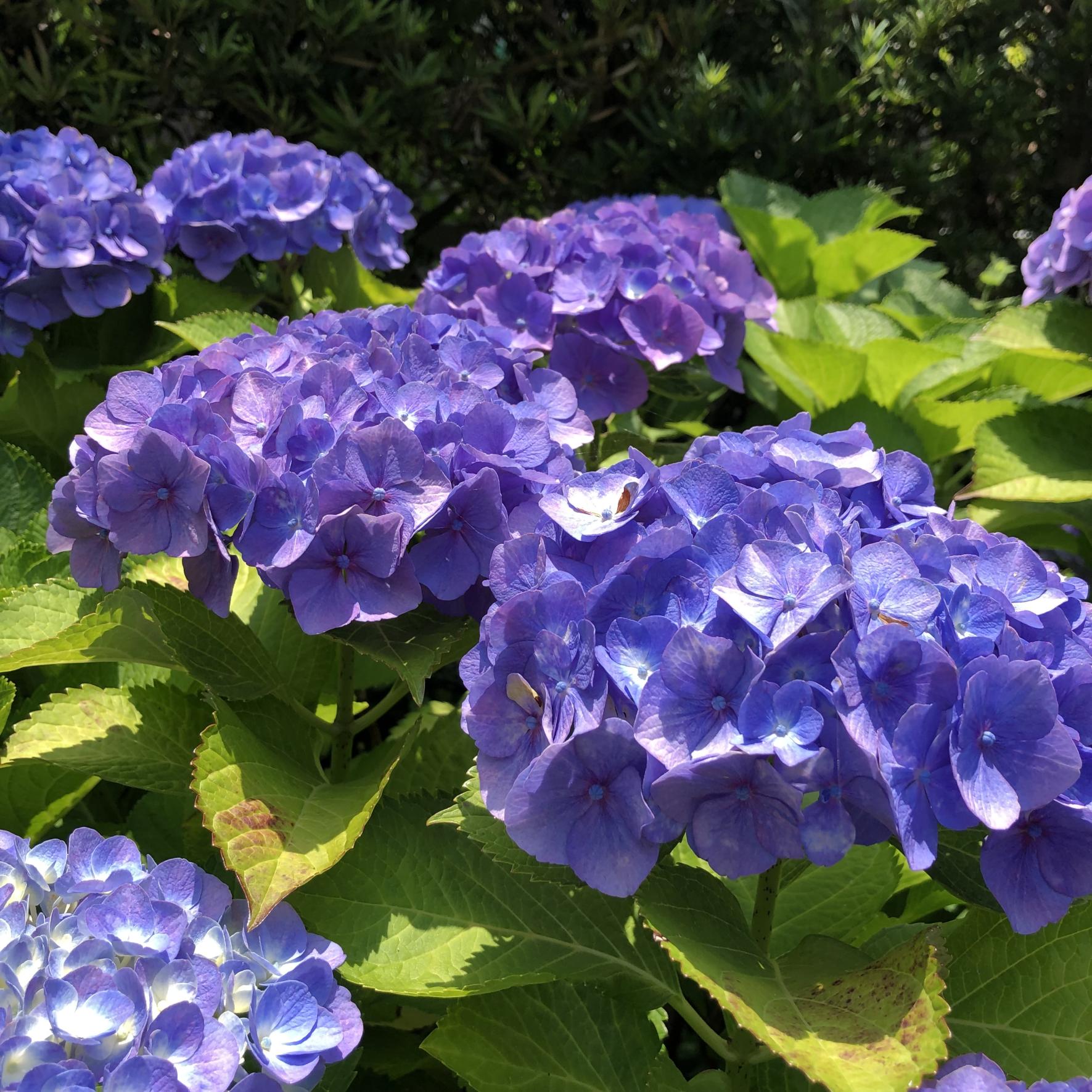 赤間宿あじさい散歩-2