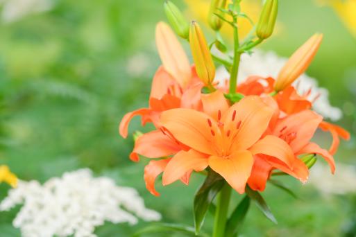 【石橋文化センター】初夏の花まつり2025-7