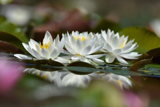 【石橋文化センター】初夏の花まつり2026-4