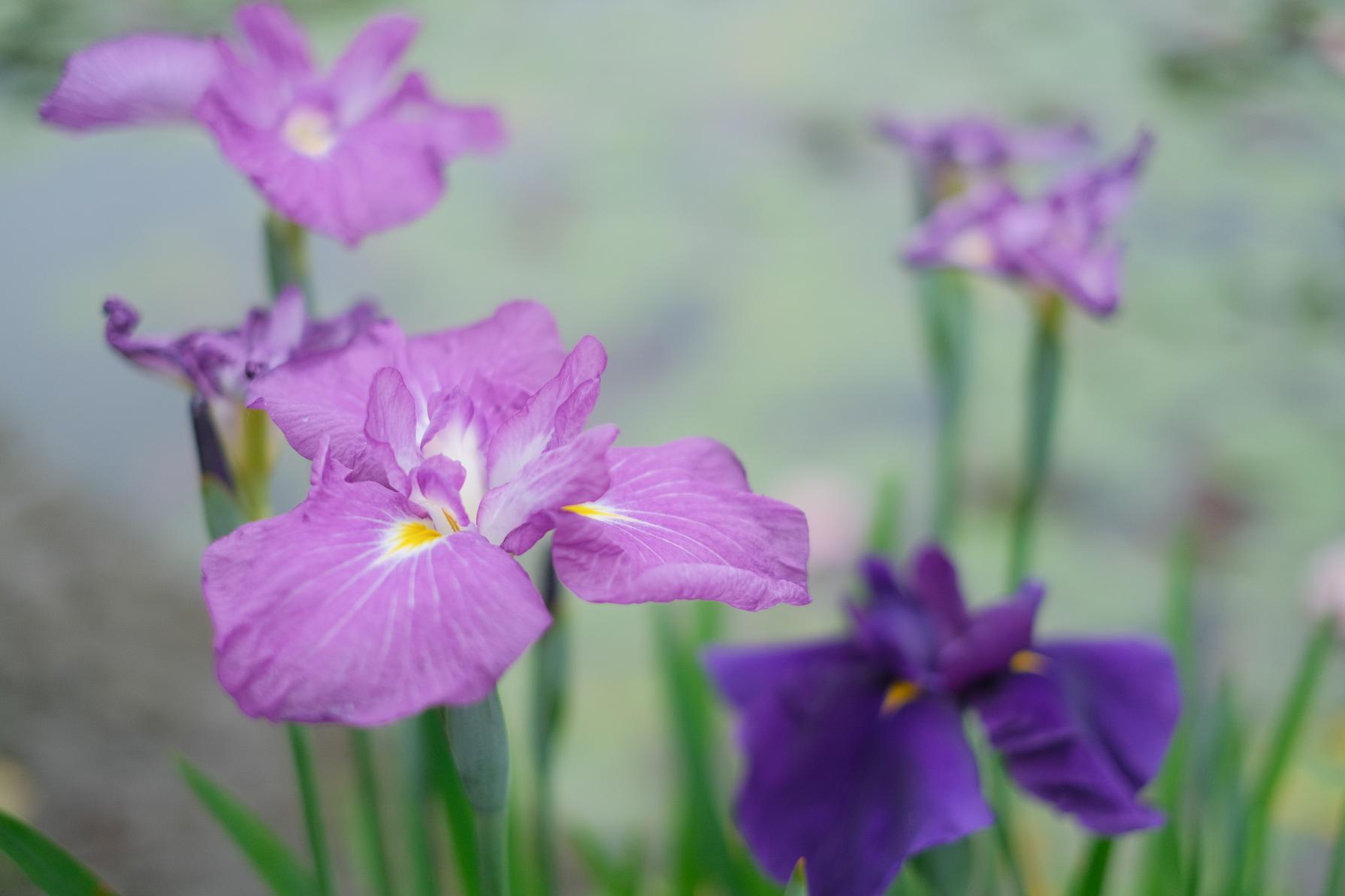 【石橋文化センター】初夏の花まつり2025-1