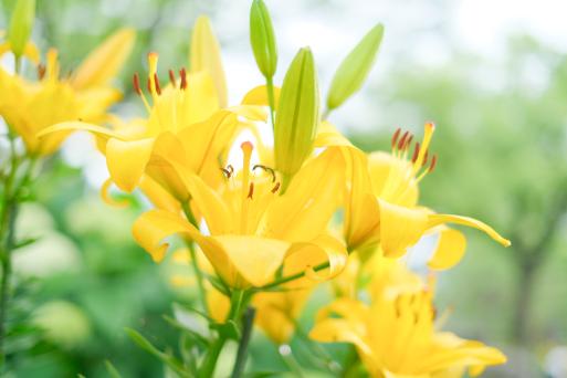 【石橋文化センター】初夏の花まつり2025-6