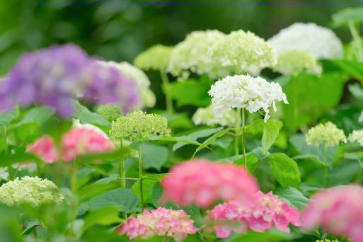 【石橋文化センター】初夏の花まつり2025-5