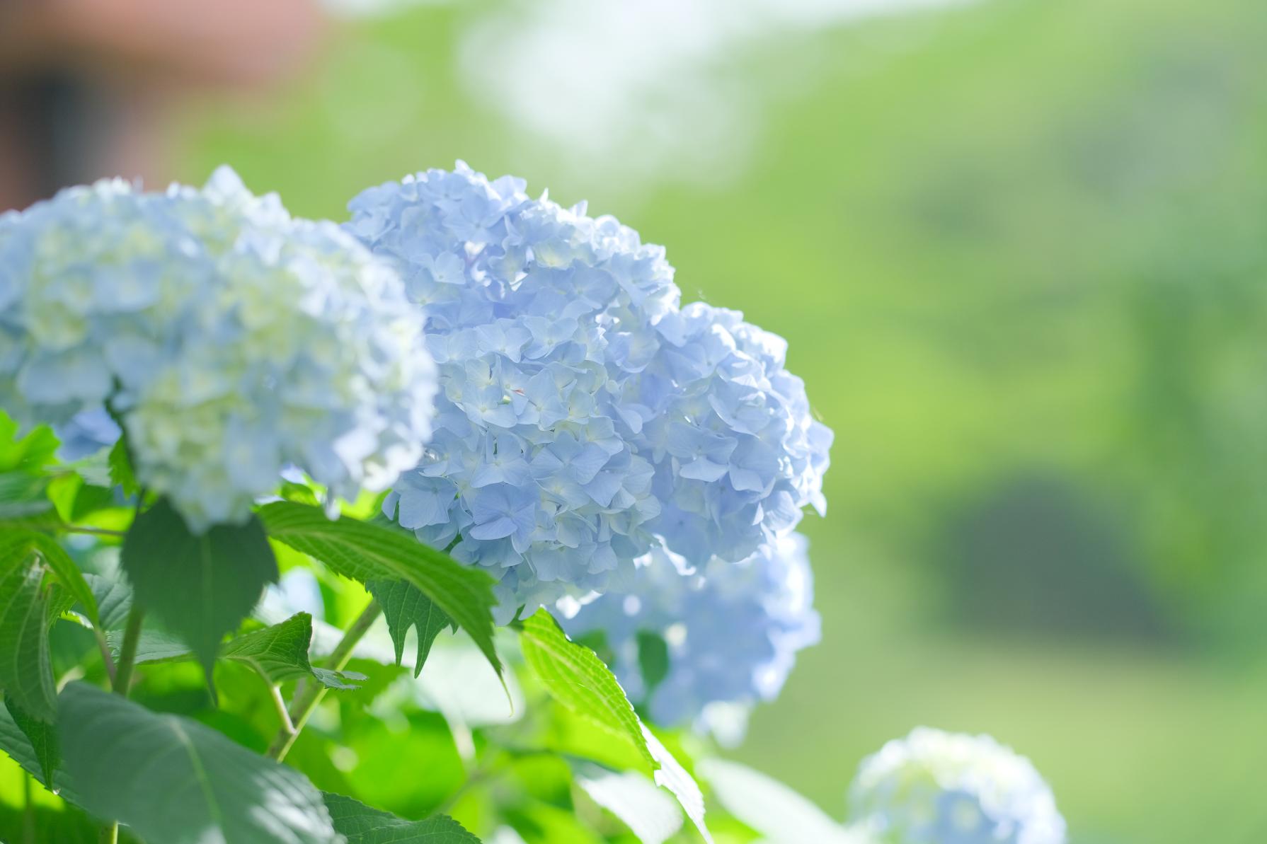 【石橋文化センター】初夏の花まつり2026-6
