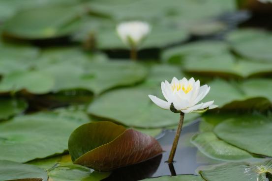 【石橋文化センター】初夏の花まつり2025-3