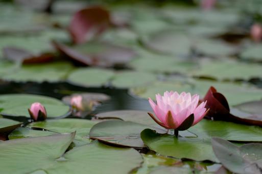【石橋文化センター】初夏の花まつり2025-2
