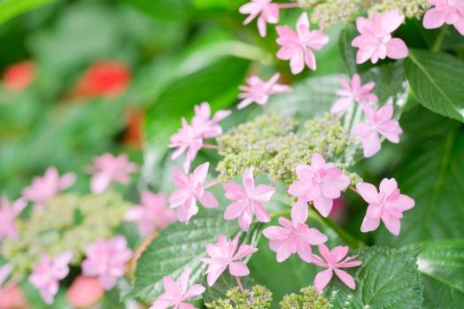 【石橋文化センター】初夏の花まつり2026-7