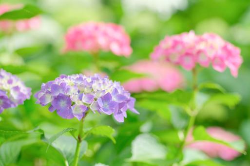 【石橋文化センター】初夏の花まつり2025-4