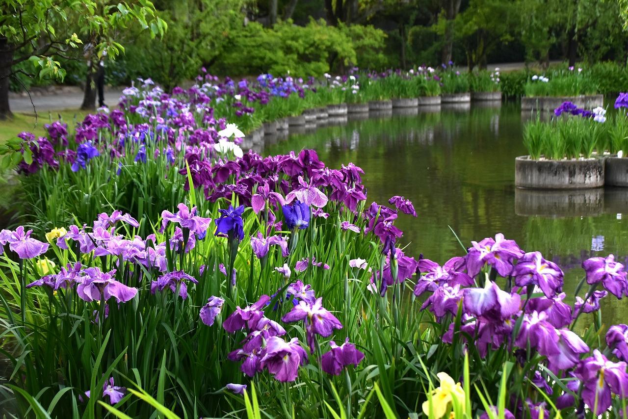 【石橋文化センター】初夏の花まつり2026-1