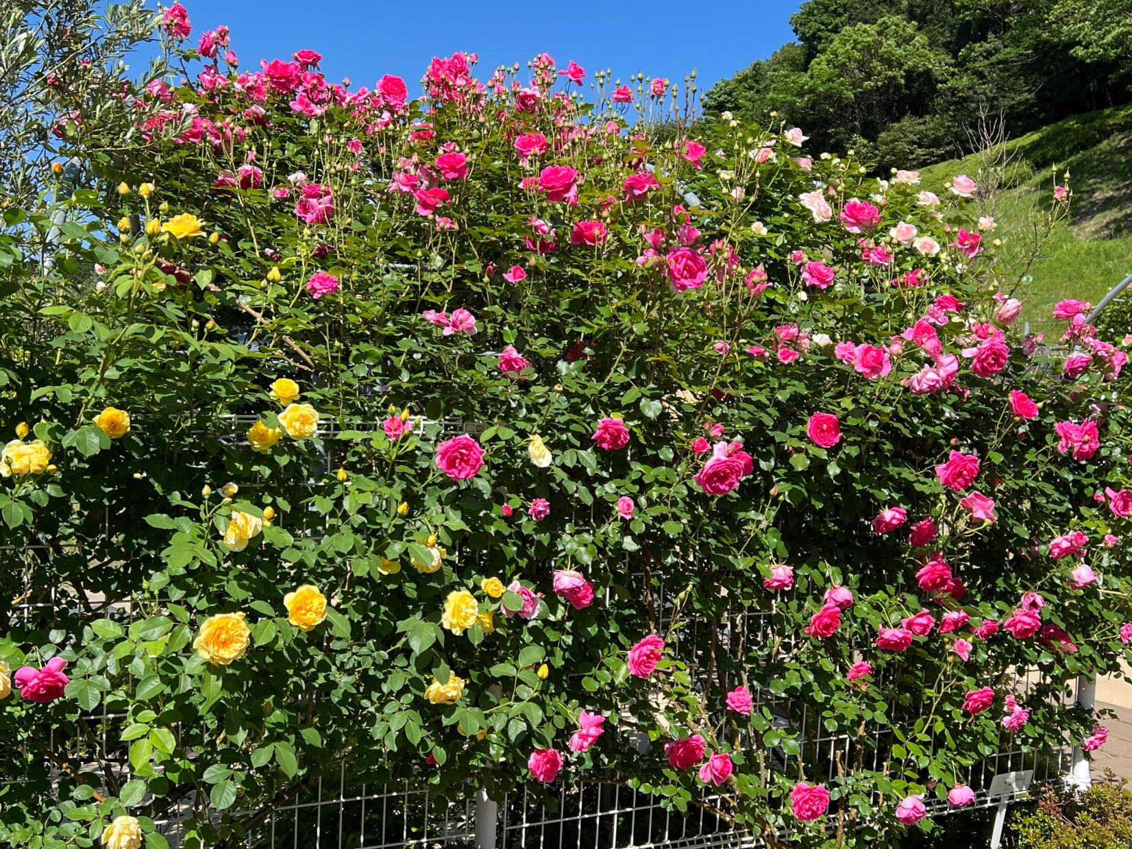 TG Rose Garden＜日本経済大学 福岡キャンパス・イングリッシュガーデン＞
