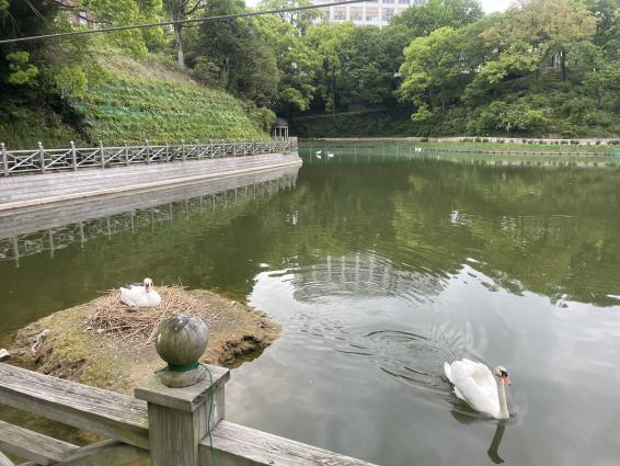 TG Rose Garden＜日本経済大学 福岡キャンパス・イングリッシュガーデン＞-3