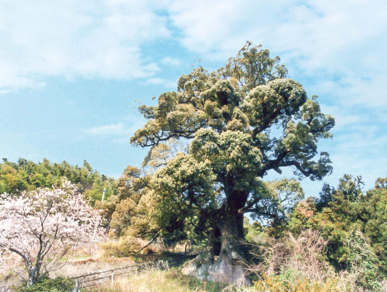 元光願寺の大楠