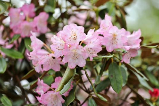 英彦山花園-3