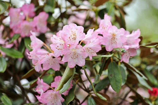英彦山花園-3