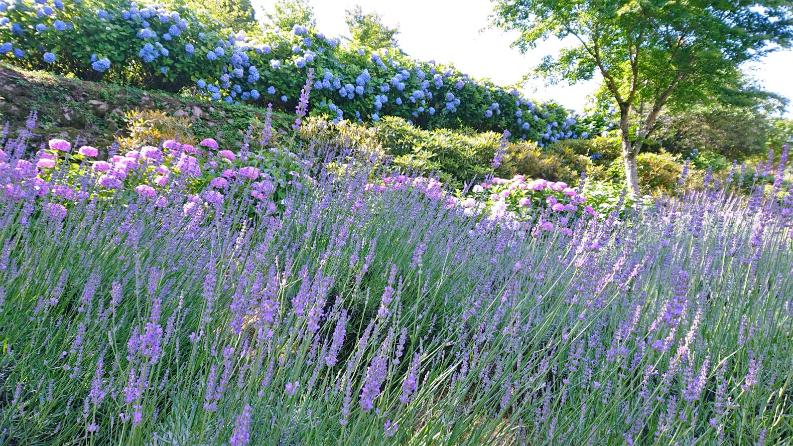 英彦山花園-6