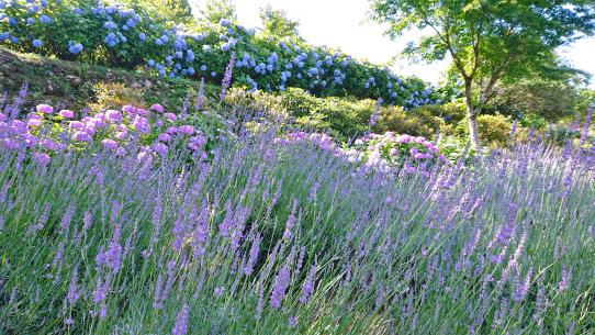 英彦山花園-6