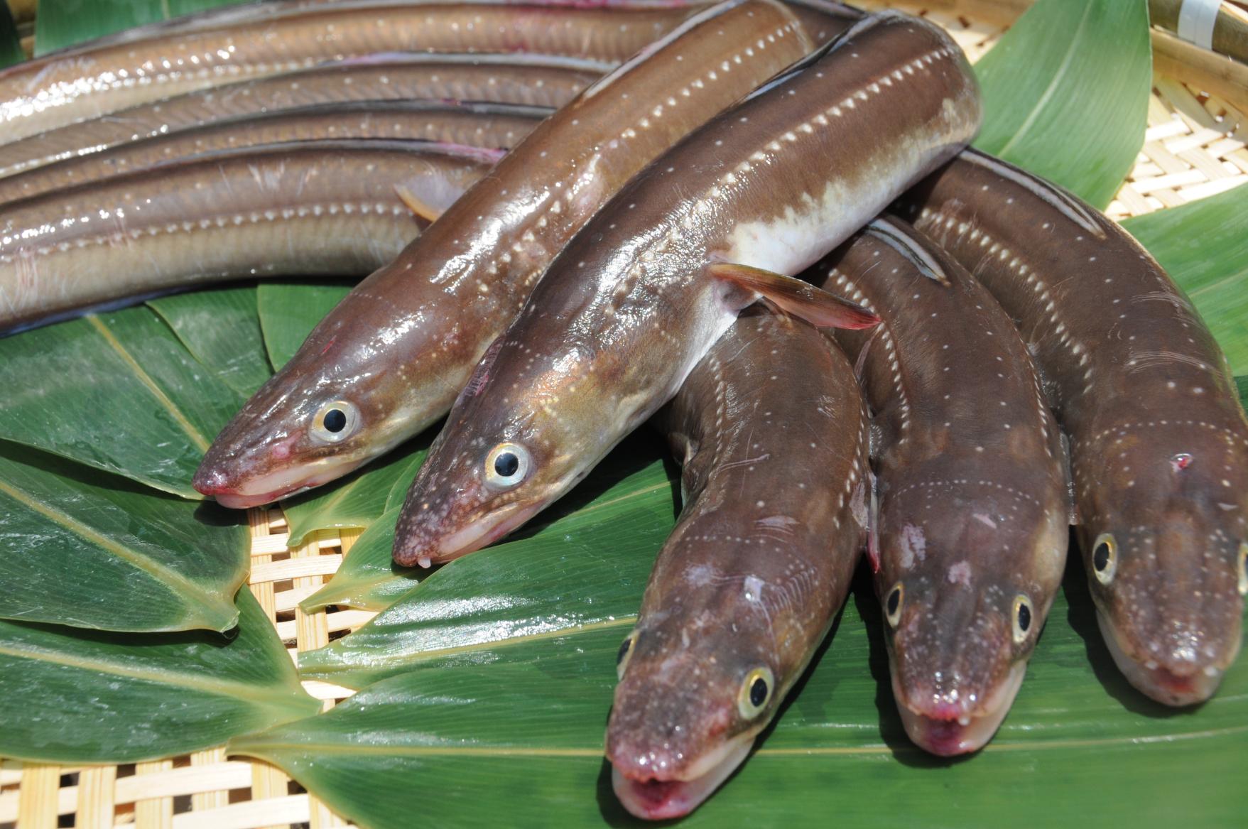 むなかた地魚茶漬け祭り 「今だけ！ここだけ あなご茶漬け」